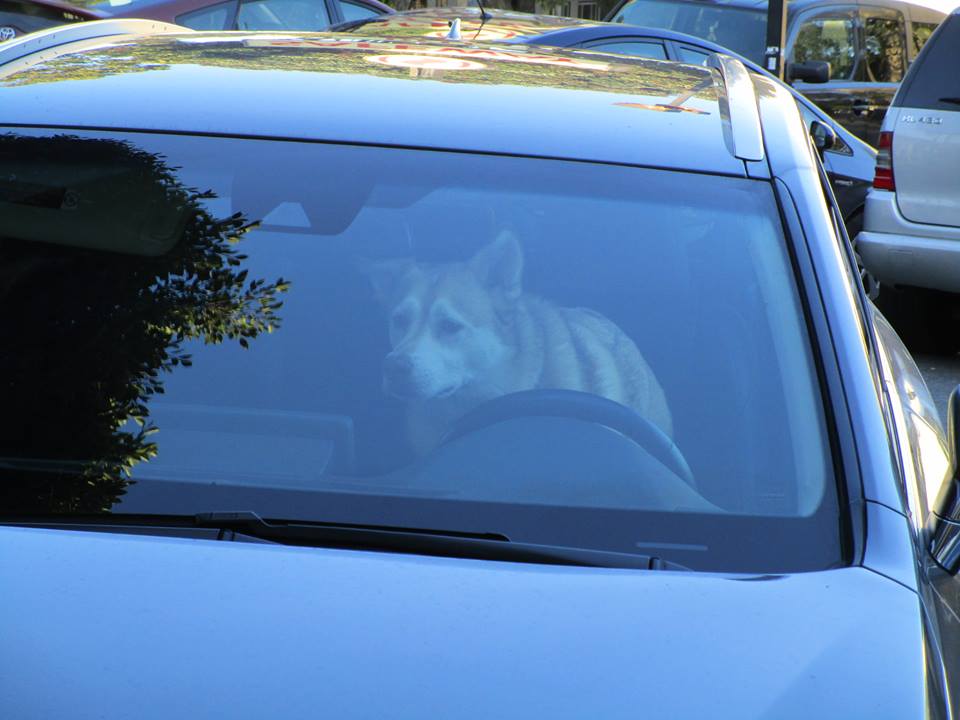 56431071_10218556543571130_7447404296909357056_n