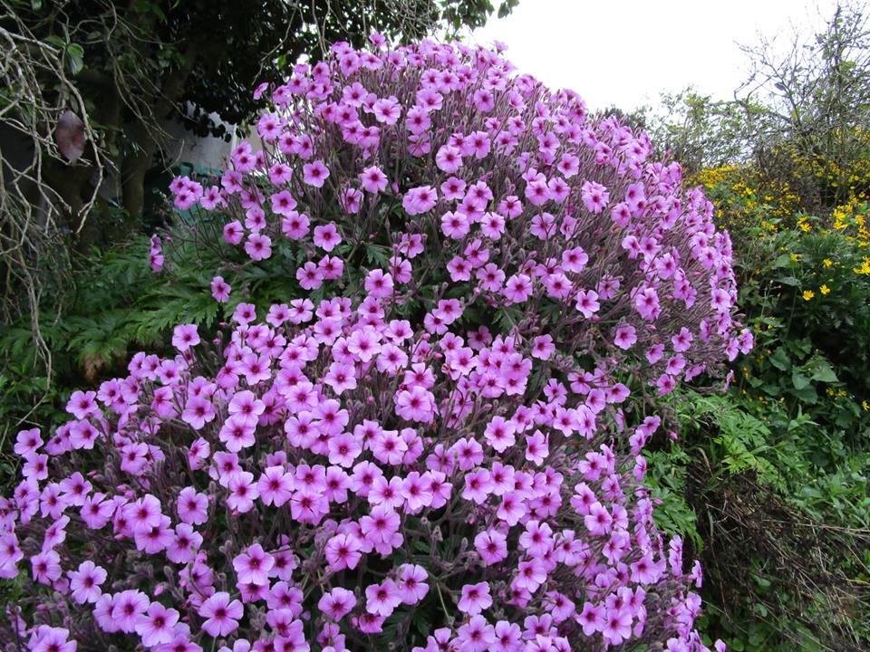 56734781_10218556536370950_3355872533520842752_n