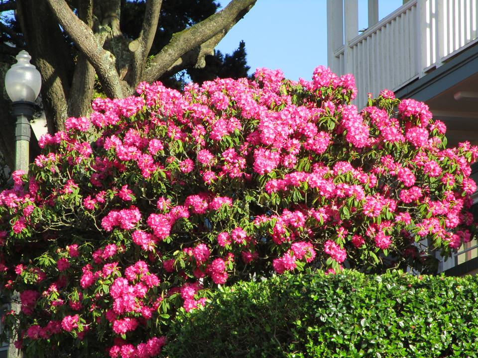 57039920_10218610564481619_6729566651584348160_n