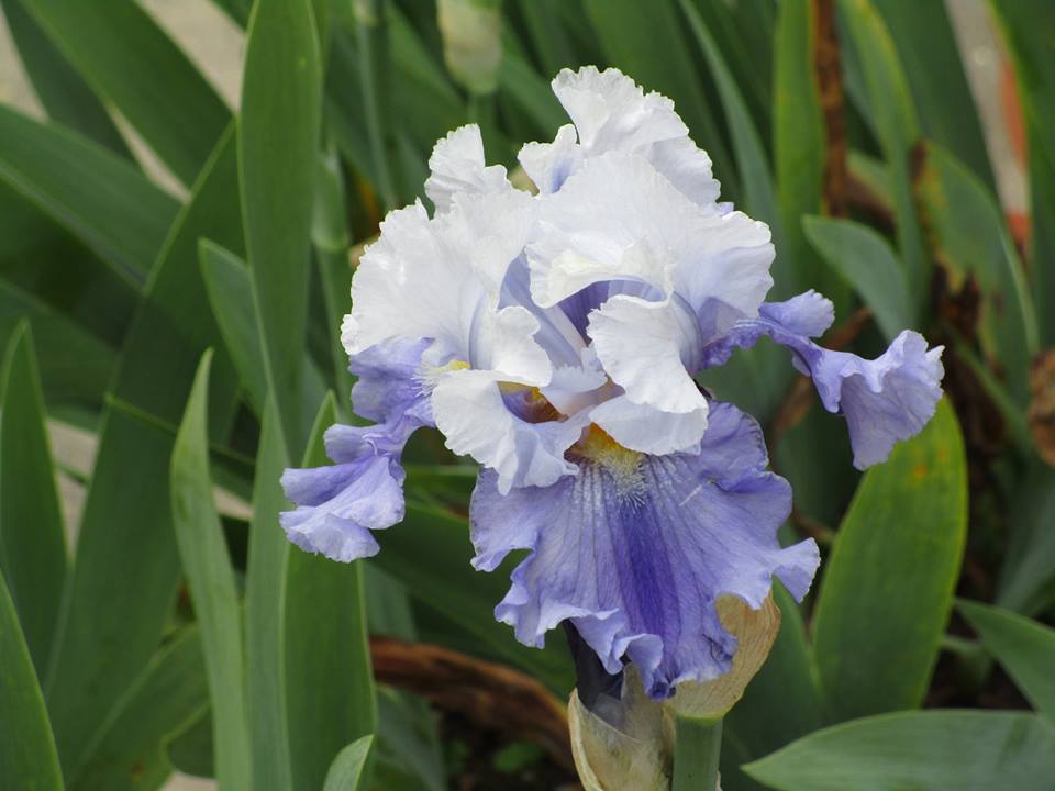 58373122_10218702901389984_1474468723757678592_n