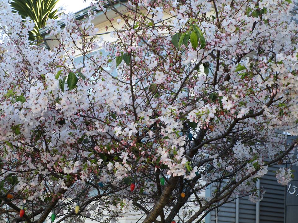 58384721_10218702905310082_4102059836332572672_n