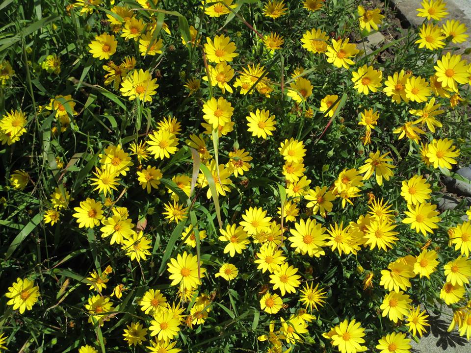 58444915_10218702898629915_3322994095013494784_n