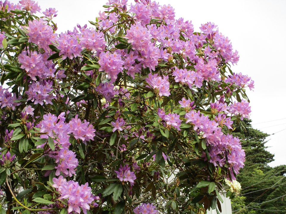 59885441_10218816946081030_2141224574979670016_n