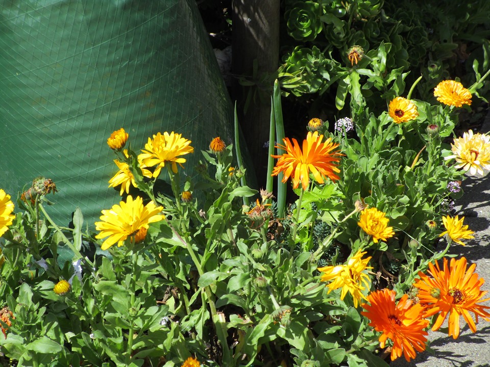 60517519_10218893735160709_7089612647611498496_n