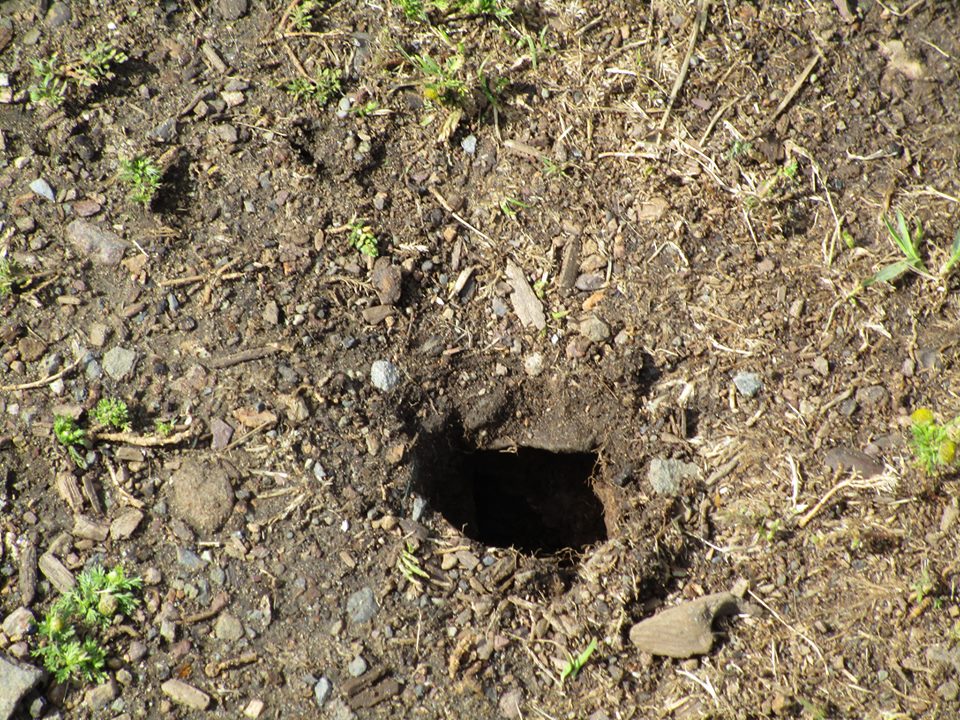 60817378_10218893733240661_5012171961929826304_n-1