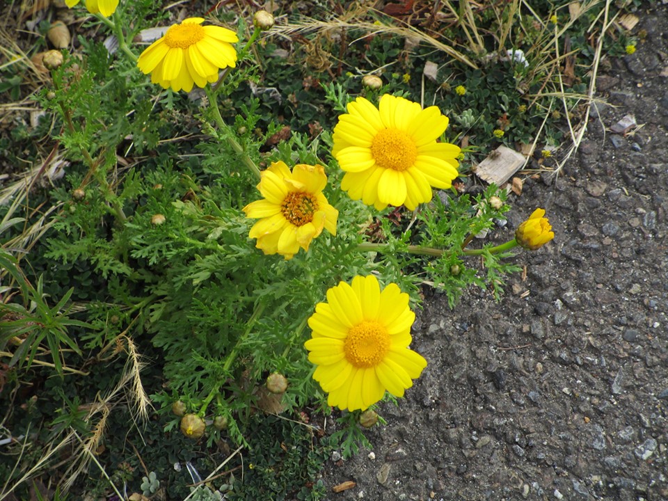 61314592_10218957719160269_2860366073591496704_n