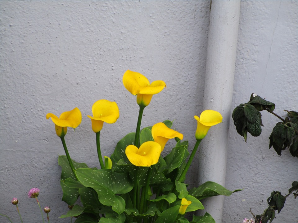 62140253_10219065820262729_2740751775563776_n