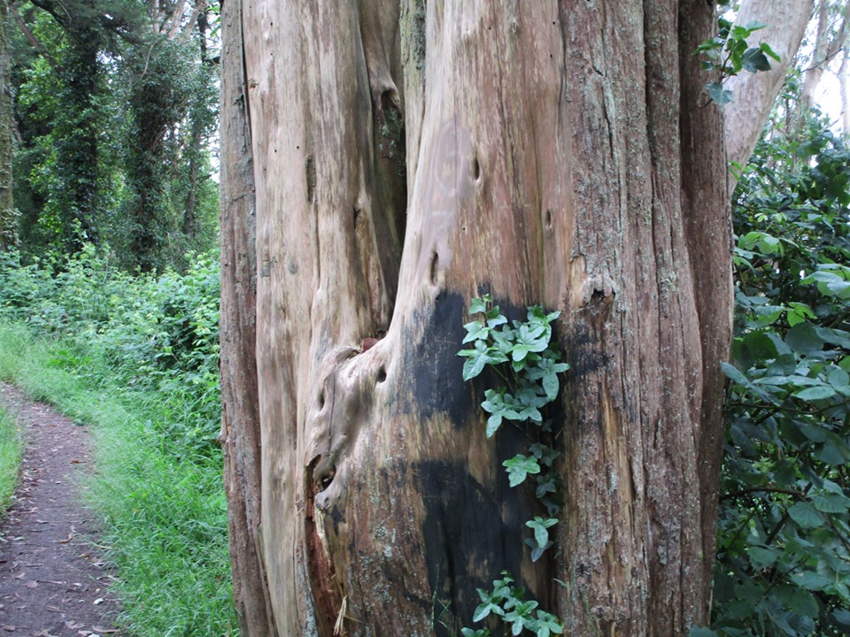 64504553_10219152489109396_8090225235988578304_n