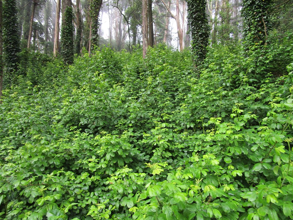 64732306_10219152459588658_6744378696708128768_n