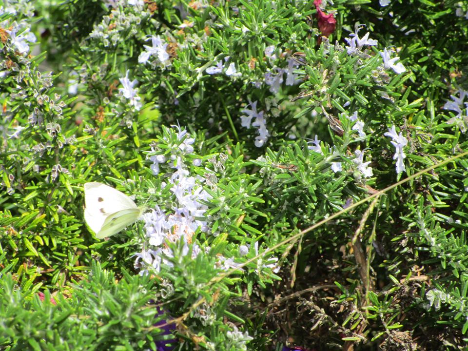 69596966_10219804739895258_1122009005774864384_n