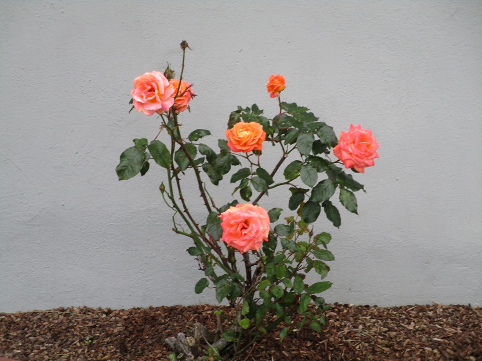 70413516_10219902153690542_7914168672485113856_n