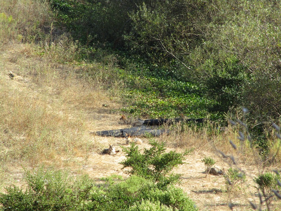 71532204_10220064330304856_7096174855128612864_n