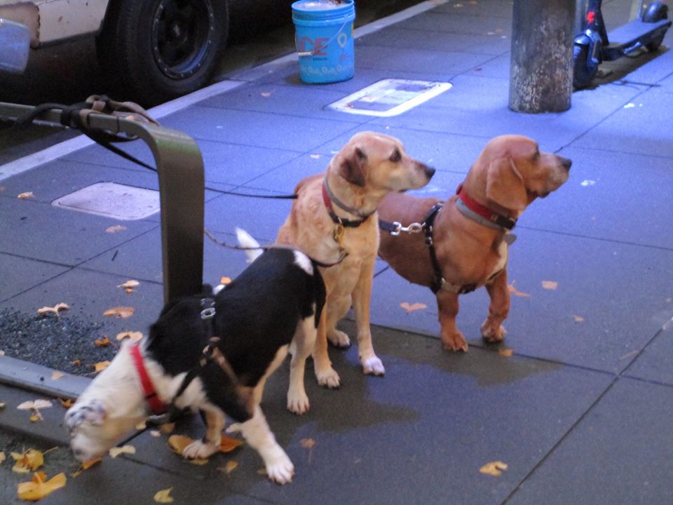 80496999_10220785373010473_6273963671945216000_o