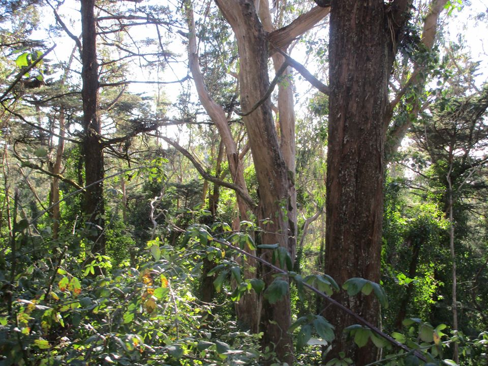 88140321_10221521920503700_8146434877445636096_o