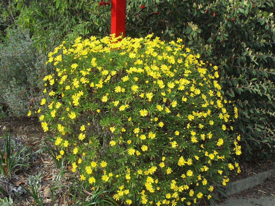 89592713_10221670221331128_4997904604558524416_o