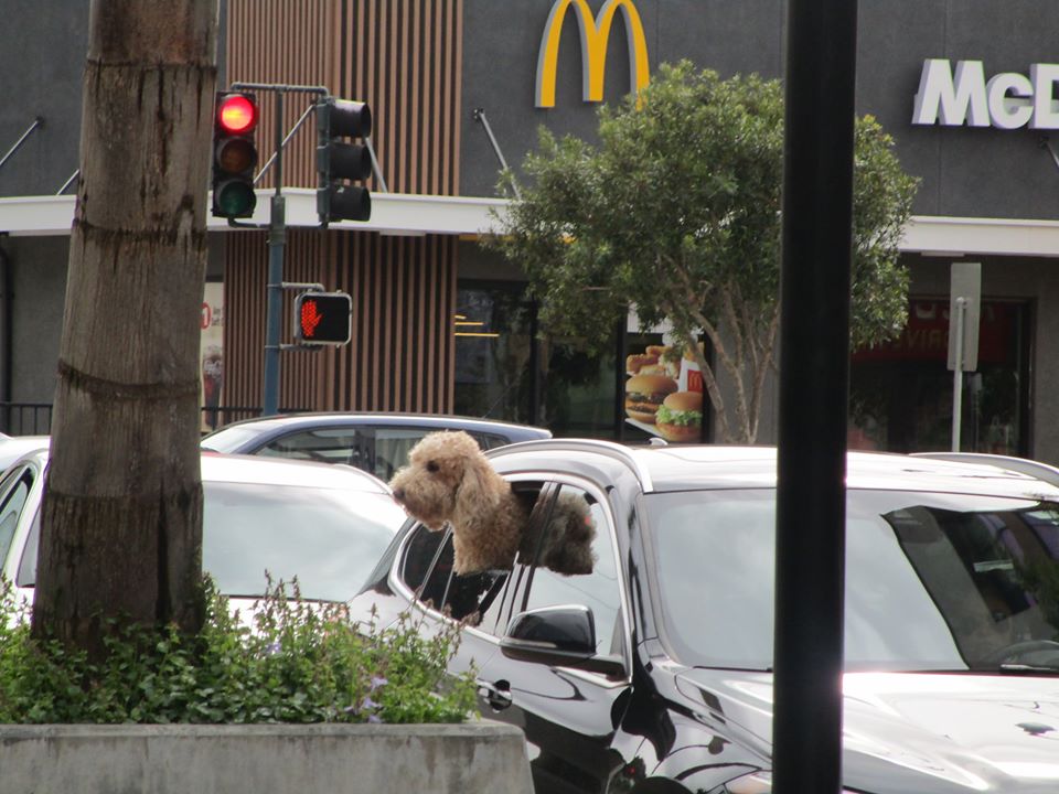 89692109_10221670189170324_6095017351365787648_o