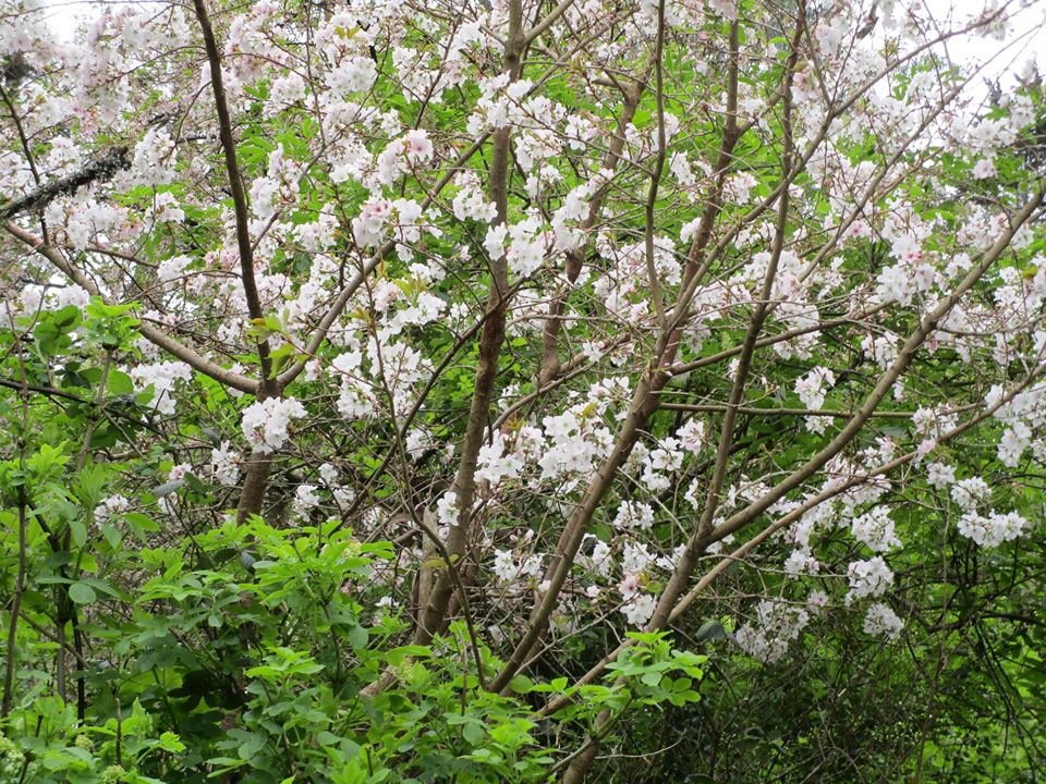 90613448_10221826348674214_6004344926685364224_o