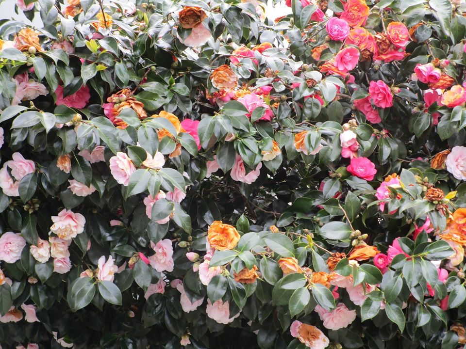 91251361_10221826342074049_402624807151075328_o