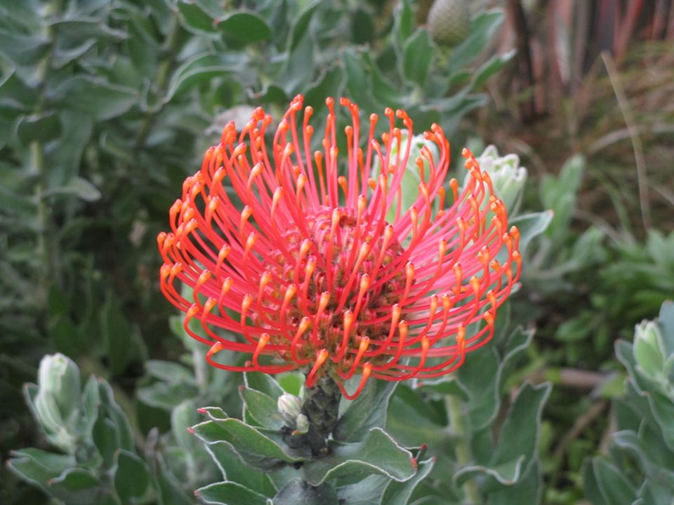 93015983_10222055321718397_65974696281112576_o