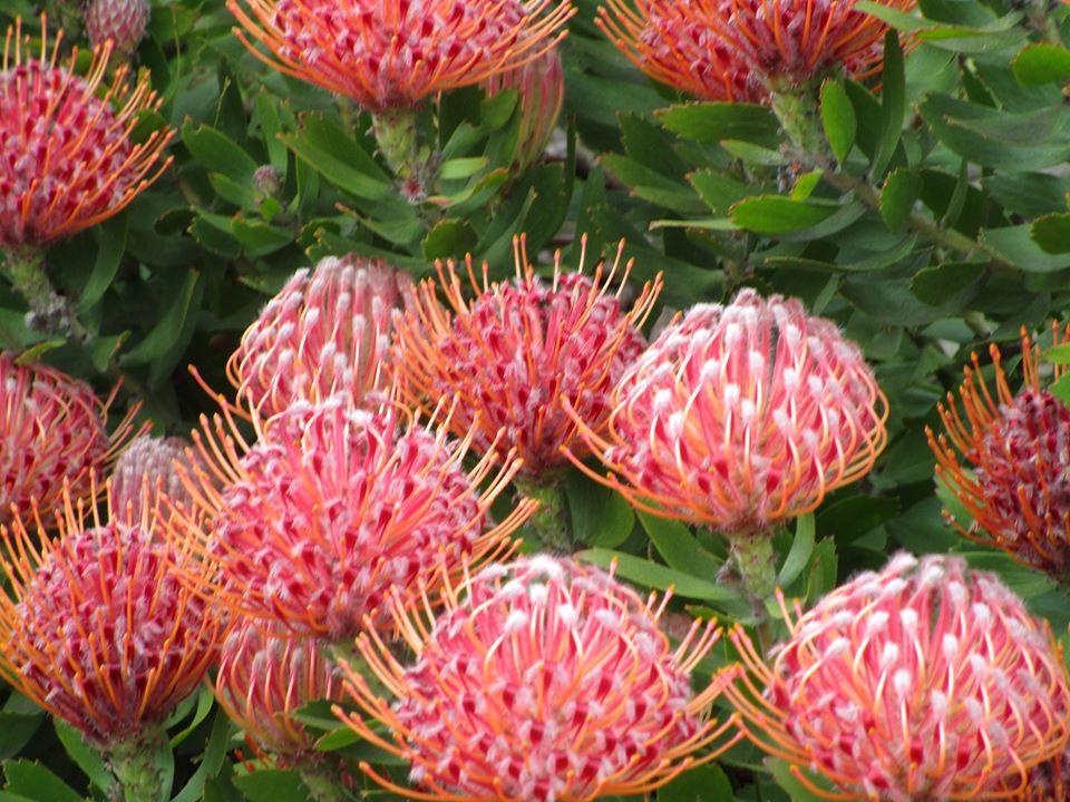 93244417_10222055318158308_1317783107004268544_o