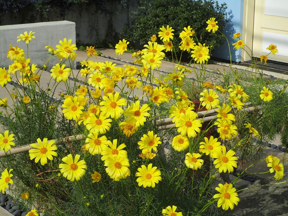 93293055_10222055322478416_2700925733533908992_o