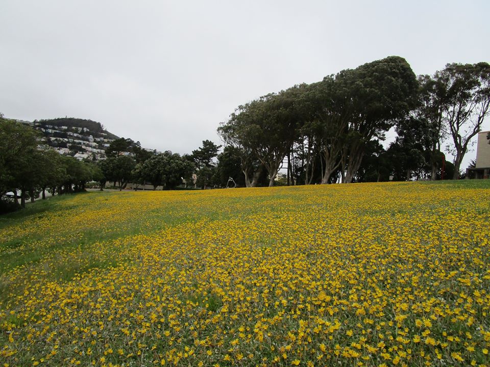 93788354_10222055336678771_8849373882516242432_o