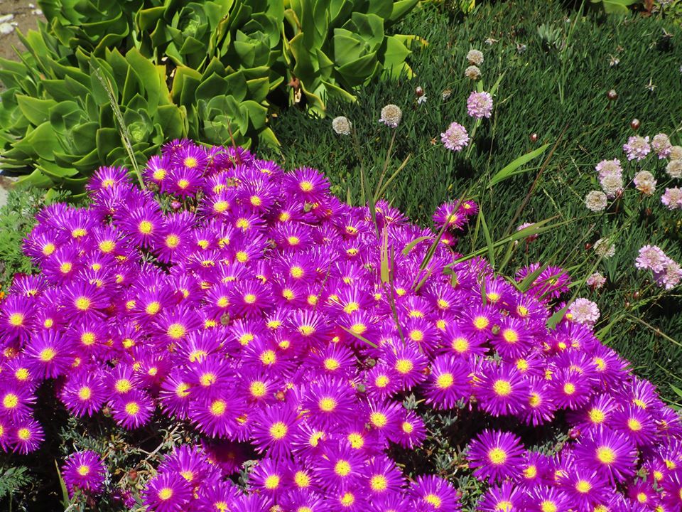 94123576_10222143708528012_5426788373605908480_o