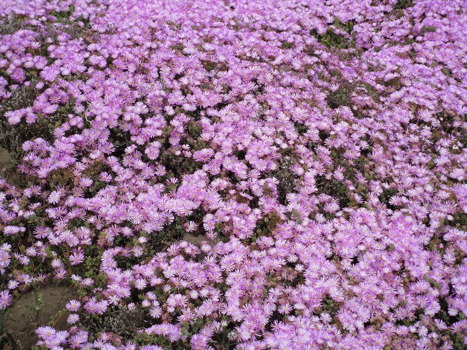 95391878_10222342991789969_7088157443972136960_o