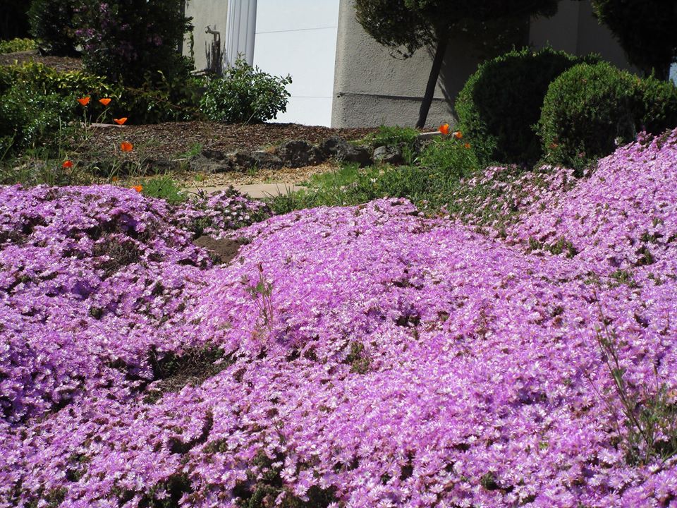 95568153_10222342969149403_2456878703863398400_o