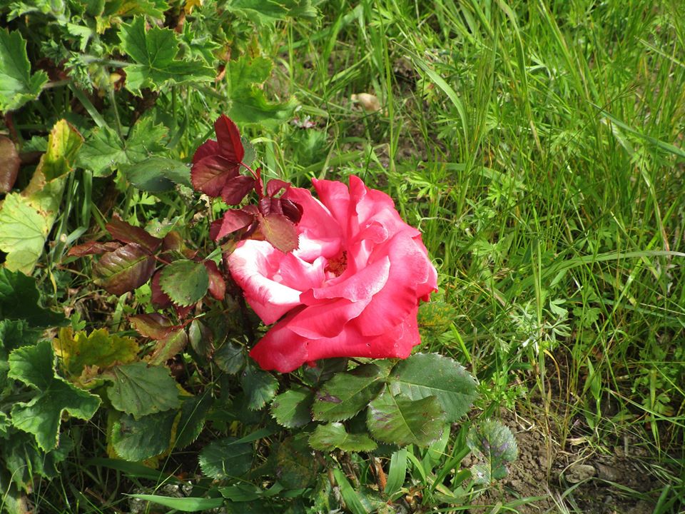 95621576_10222342952028975_7193210016160022528_o