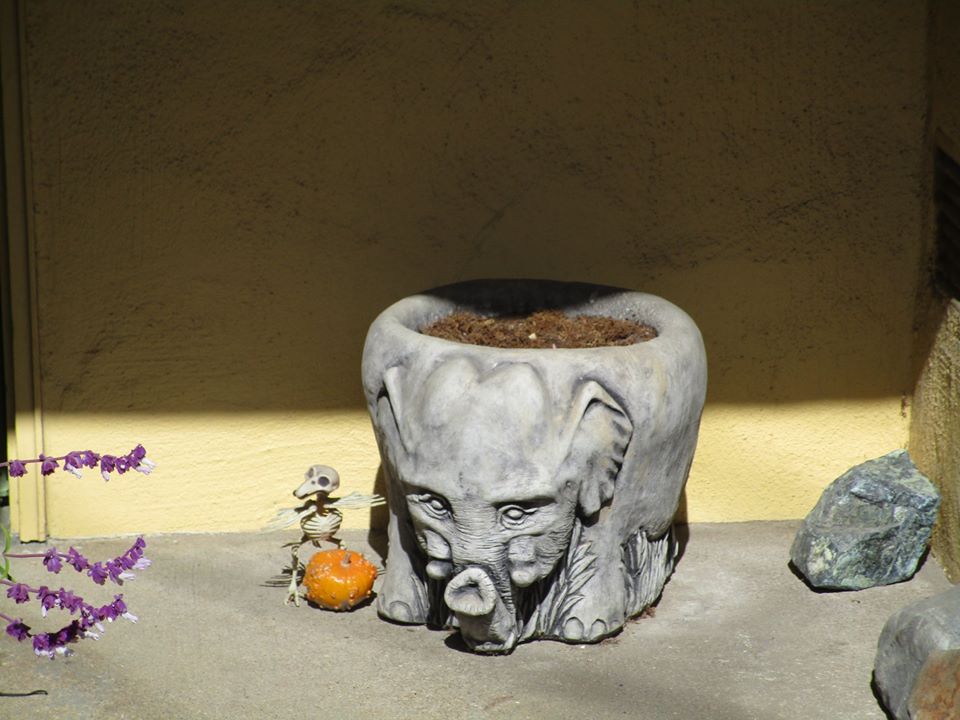 95703276_10222343004470286_7422065390022295552_o