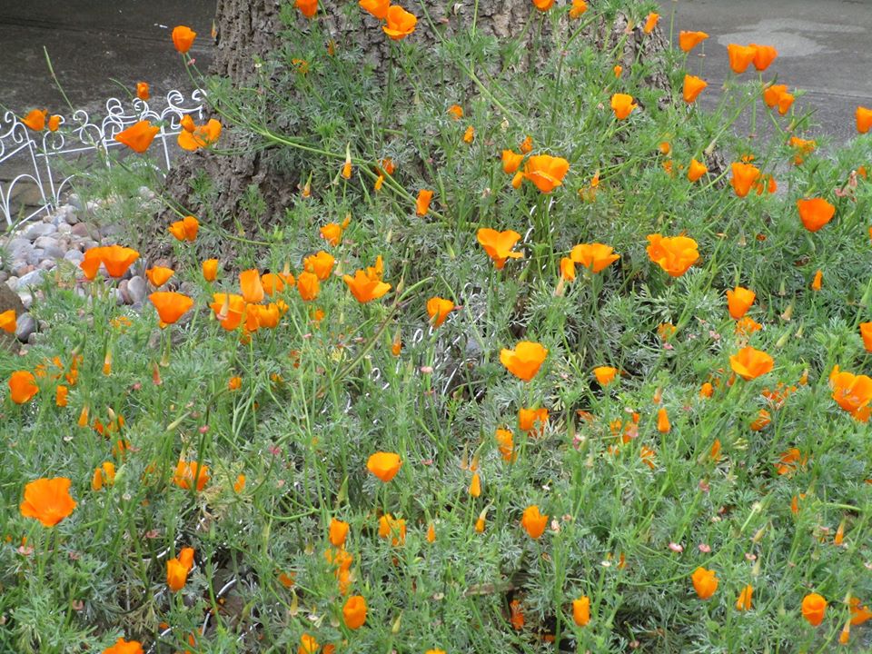 95918896_10222342974749543_5467892653737639936_o