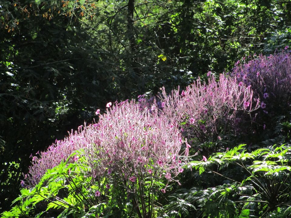 96247450_10222342980709692_399045042104172544_o