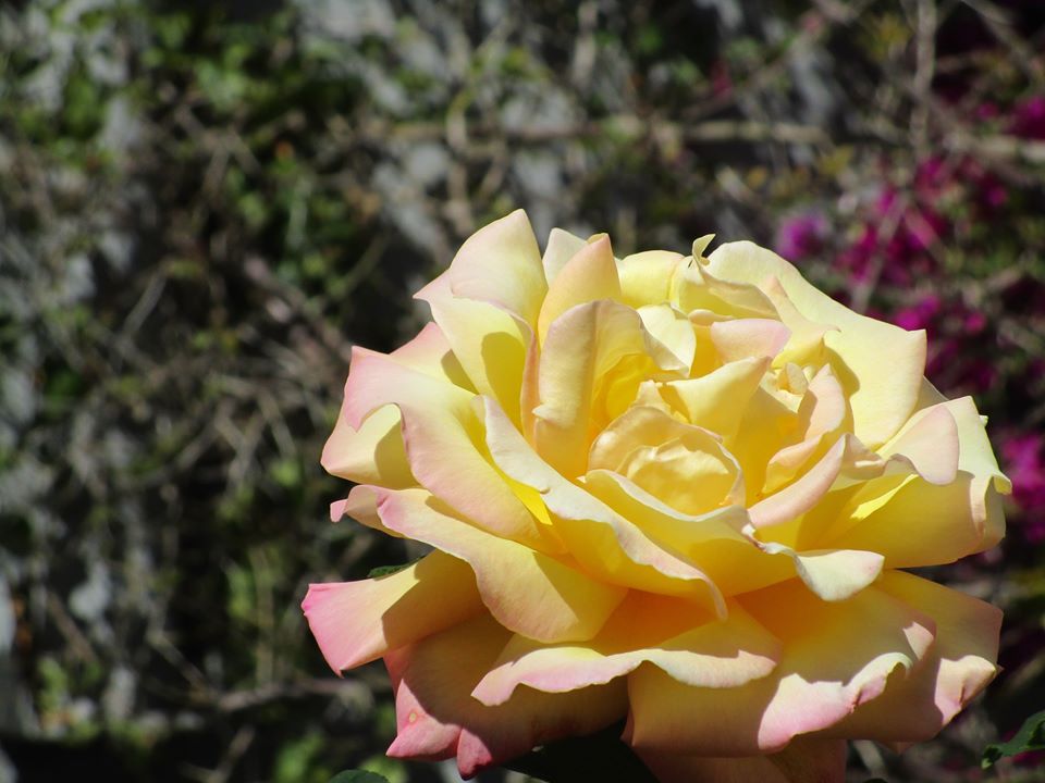 96372207_10222343000710192_4409600492821282816_o