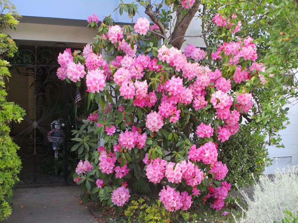 96419106_10222342997070101_1318356558152728576_o