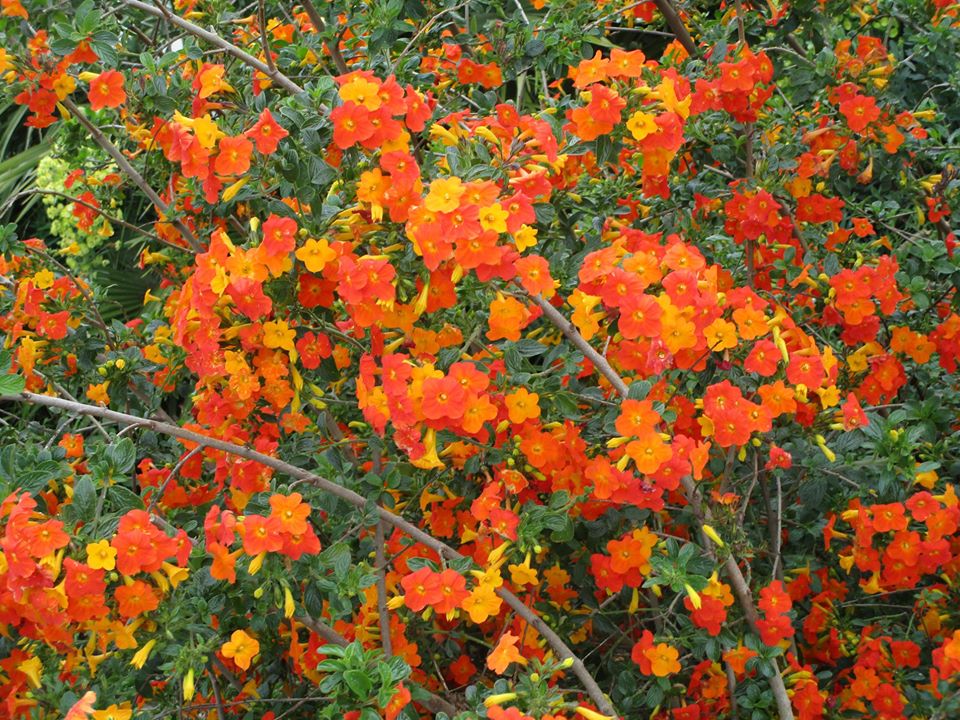 97732311_10222448286542272_8328815750227689472_o