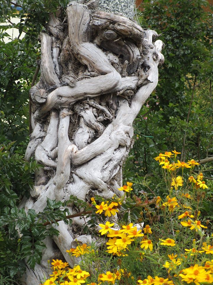 97793160_10222448281182138_1774576020217659392_o