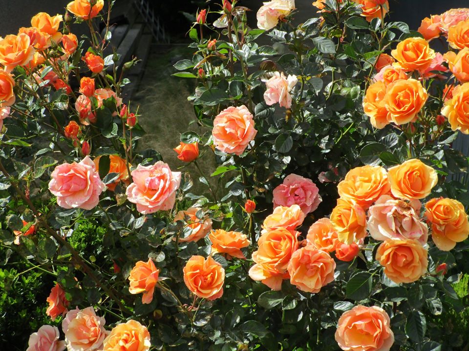 99130363_10222541461551589_5865777543570784256_o