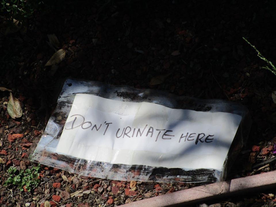 100376469_10222541494312408_9147568290736898048_o