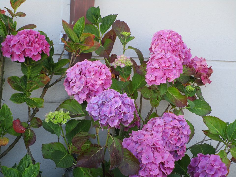 107814139_10222942076526713_3805256152902101223_o