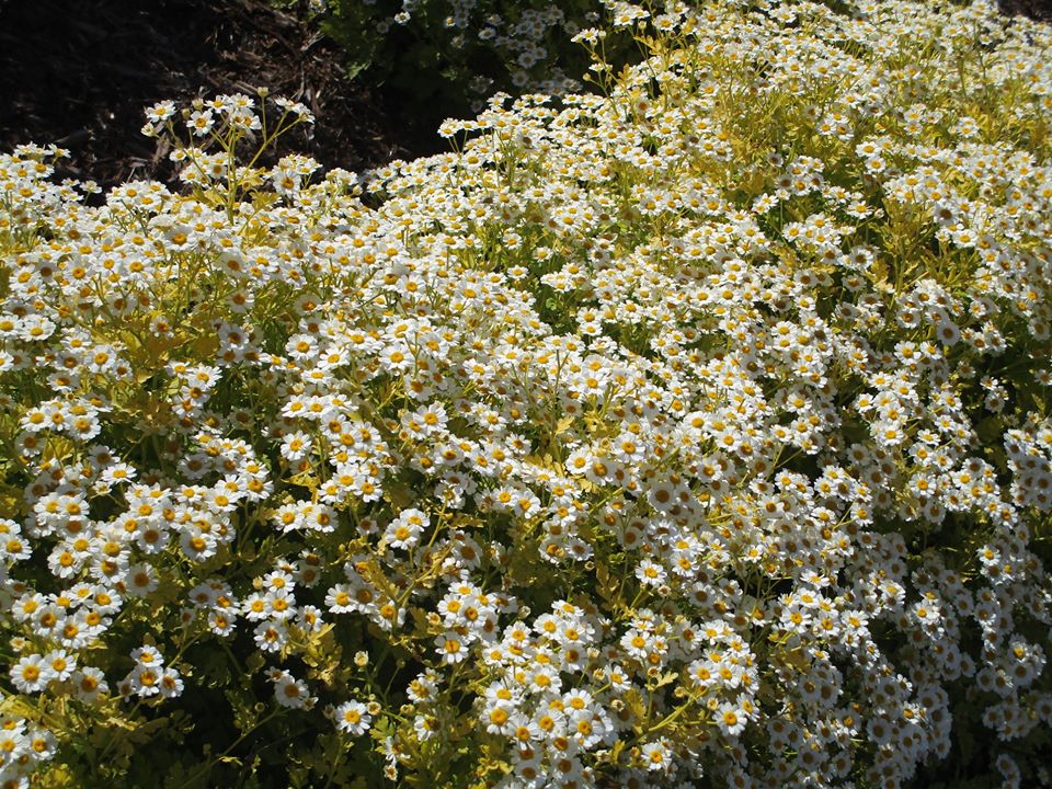 107817535_10222942066206455_8601662039265107967_o